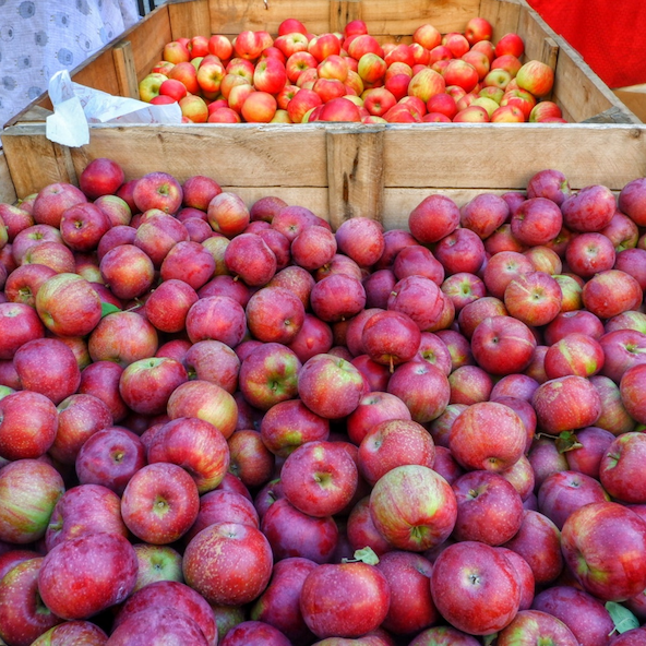Gigantic bins containing loads of juicy apples!