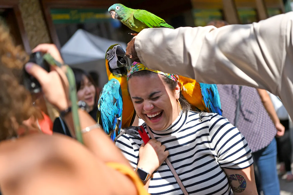 A visitor laughing as she meets a parrot at the festival!